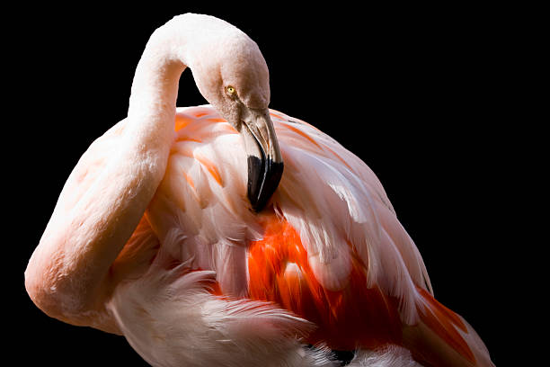 istock Pink Flamingo on Black 97022433