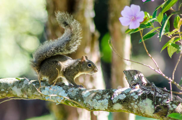 istock The grace of a squirrel in the spring 970224932