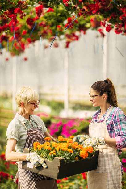 istock Young and senior women gardener 970228006
