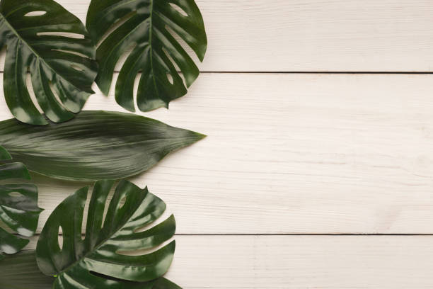 istock Big leaves on white background, top view 970228612