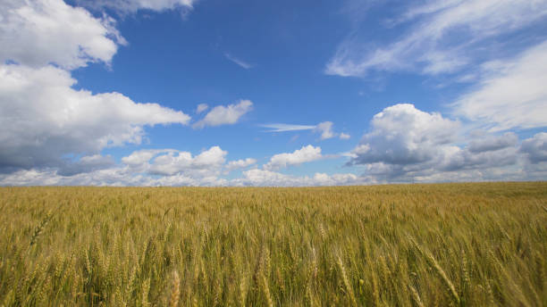 istock Wheat field in the countryside 970231628