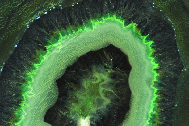 istock Abstract background - dark green agate mineral cross section 970231672