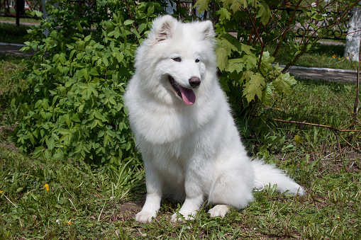 Samoyed is sitting on a green meadow. Sledge dog. Pet animals.