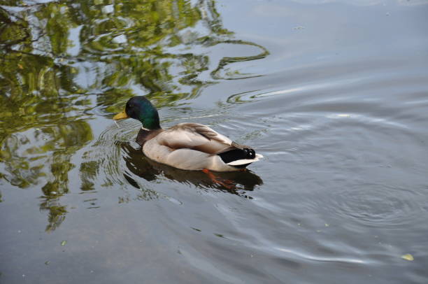 istock colorful duck swimming 970232252