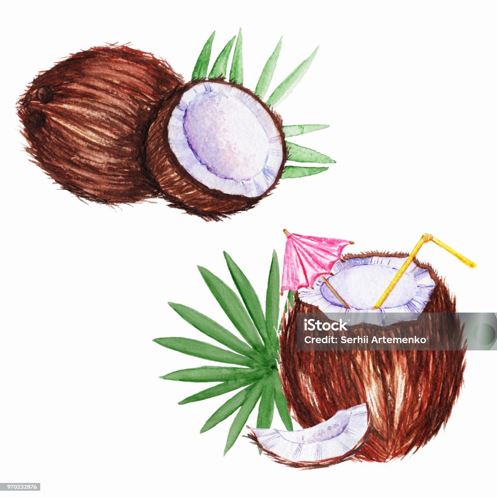 Watercolor coconut with drinking straw. Watercolor coconut with drinking straw. Hand drawn iluustration. Coconut stock illustration