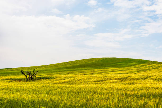 istock Basilicata countryside landscapes 970234486