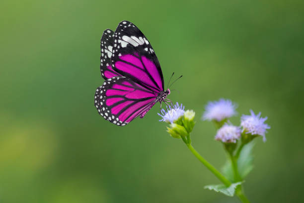 lila schmetterling auf blumen - pink color image beauty in nature bright stock-fotos und bilder