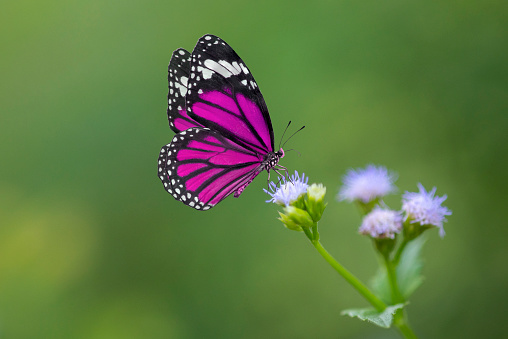 Púrpura mariposa sobre flores photo