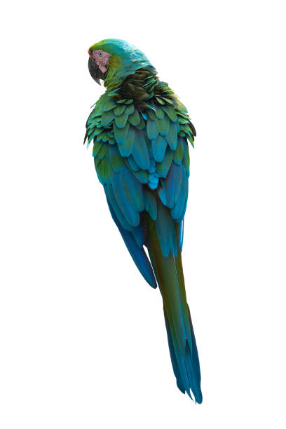 Buffon's Macaw or Great Green Macaw isolated on white background