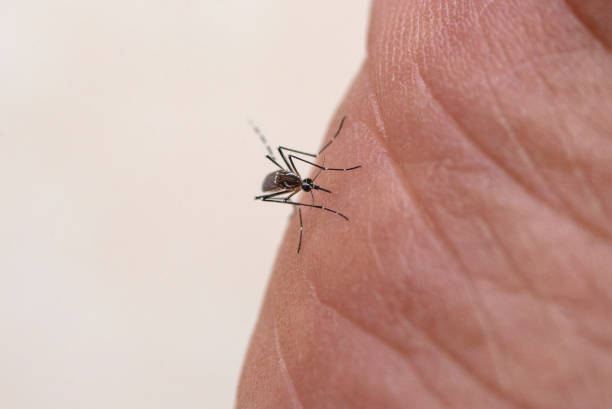 クローズ アップ蚊が血を吸う - haustellum ��ストックフォトと画像