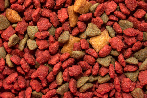 istock Closeup pellet feed for dog 970236944
