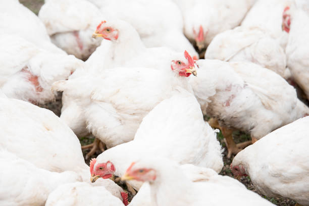 istock A large number of white adult broilers 970237114