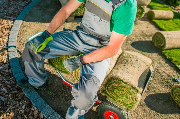 istock Gardener and Nature Grass Turfs 970237338