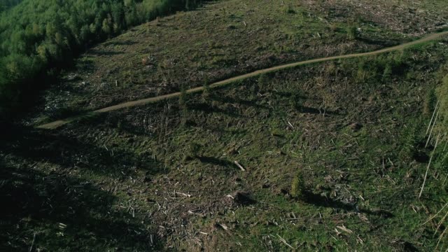 Mountain Forest Logging Road Deforestation Aerial