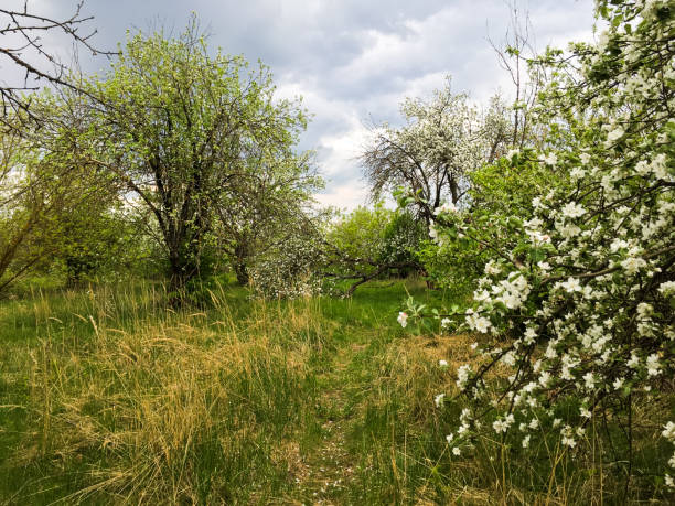 istock spring blooming green apple orchard with white flowers 970240526