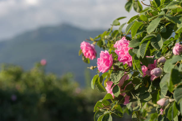 Rosa damascena, known as the Damask rose - pink, oil-bearing, flowering, deciduous shrub plant. Bulgaria, near Kazanlak, the Valley of Roses. Close up view. The Old mountain (Balkan) on the background. Rosa damascena, known as the Damask rose - pink, oil-bearing, flowering, deciduous shrub plant. Bulgaria, near Kazanlak, the Valley of Roses. Close up view. The Old mountain (Balkan) on the background. rose valley stock pictures, royalty-free photos & images