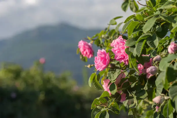 Photo of Rosa damascena, known as the Damask rose - pink, oil-bearing, flowering, deciduous shrub plant. Bulgaria, near Kazanlak, the Valley of Roses. Close up view. The Old mountain (Balkan) on the background.