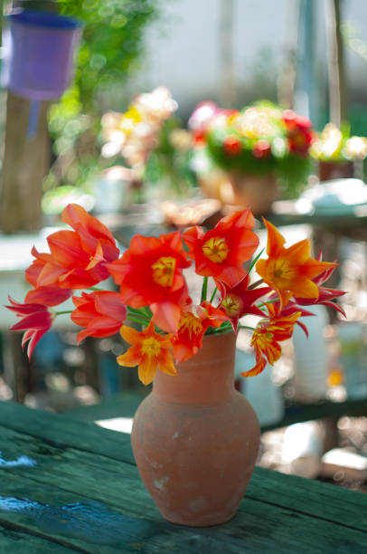 istock still life with red tulips outdoor 970241016