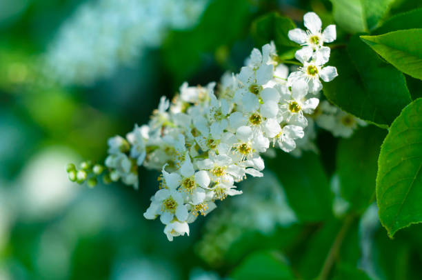 istock bird cherry flowers close up 970241128