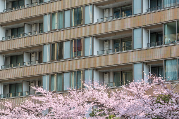 arbre de la cerise urbain - cherry tree morning sunlight sunny photos et images de collection