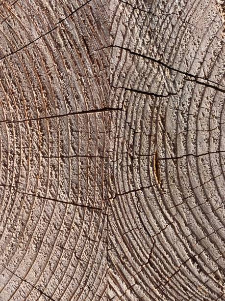 istock Wood Texture Close-up Natural Wooden Surface Background 970244268