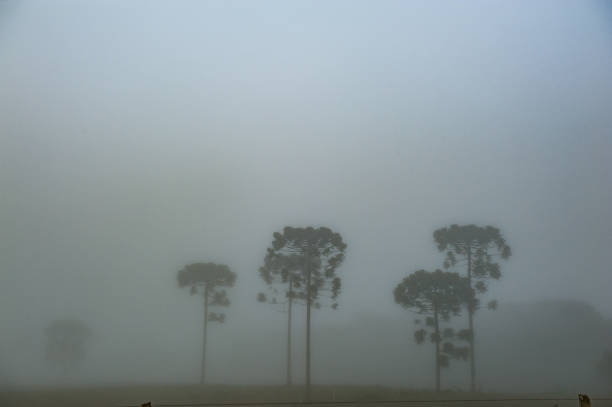 istock Rural Scene -   Araucaria in the field 970244836