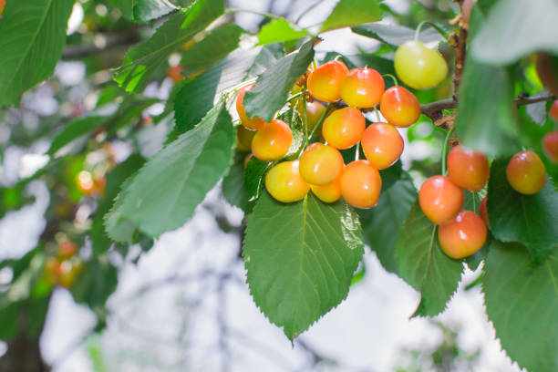 istock cherries in the garden 970249058