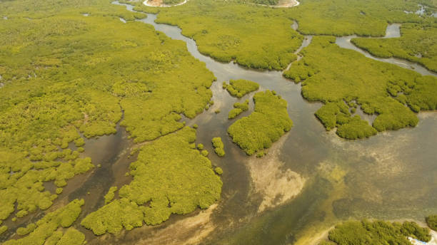 istock Mangrove forest in Asia. Philippines Siargao island 970249332