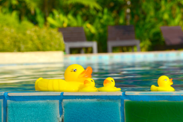 istock yellow duck floating in a swimming pool 970252798