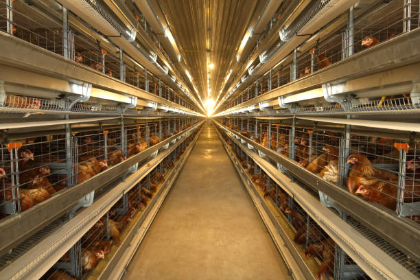 chicken farm - geflügelfleisch stock-fotos und bilder