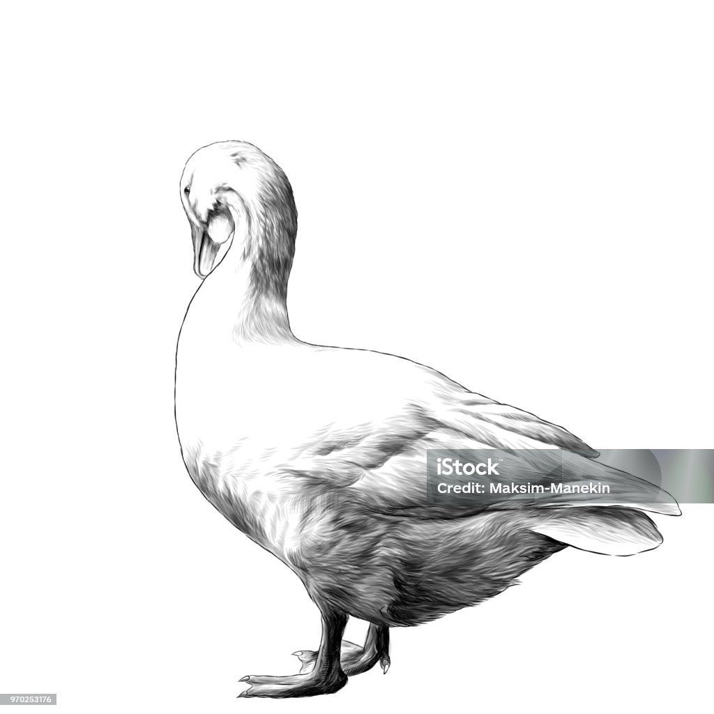 goose is in full growth side with lowered head goose stands tall sideways with his head down, sketch vector graphics monochrome illustration Goose - Bird stock vector