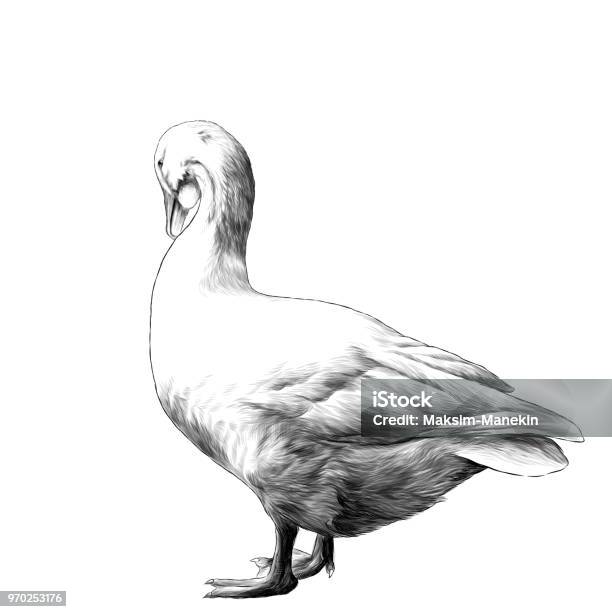 Goose Is In Full Growth Side With Lowered Head Stock Illustration - Download Image Now - Goose - Bird, Illustration, Drawing - Art Product