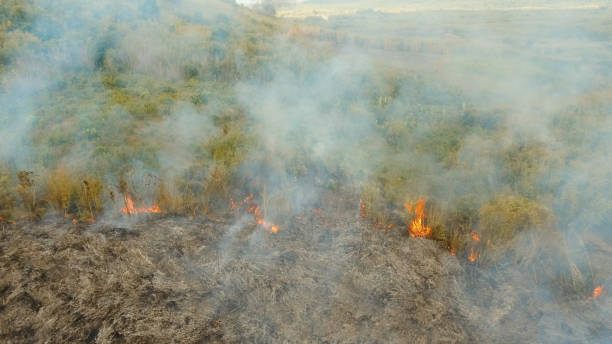 istock Aerial view Forest fire. Busuanga, Palawan, Philippines 970253810