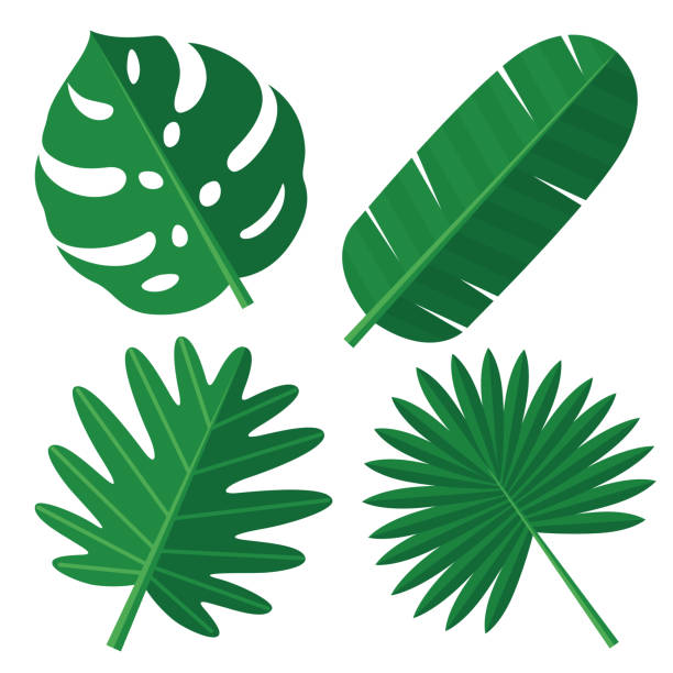 ilustraciones, imágenes clip art, dibujos animados e iconos de stock de hojas de tropical - tropical rainforest illustrations