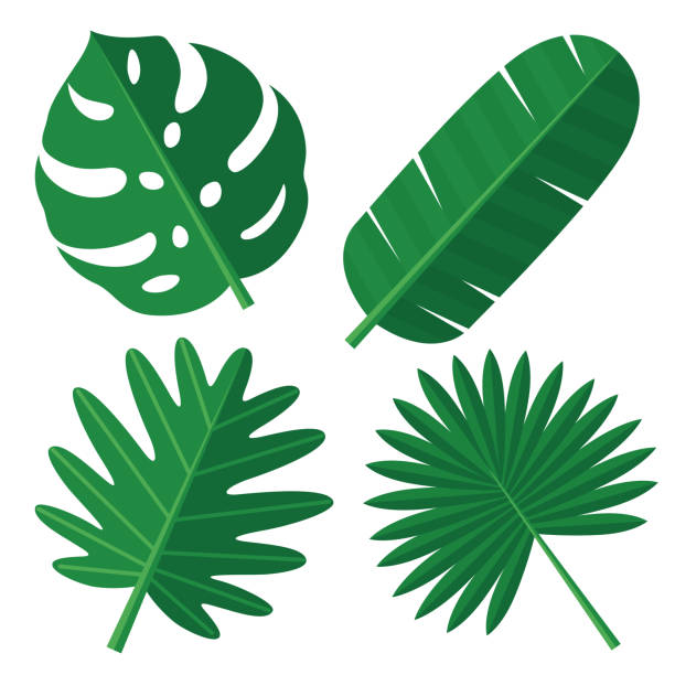 illustrations, cliparts, dessins animés et icônes de feuilles tropicales - plante tropicale