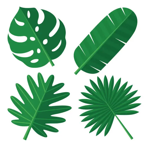 Vector illustration of Tropical Leaves