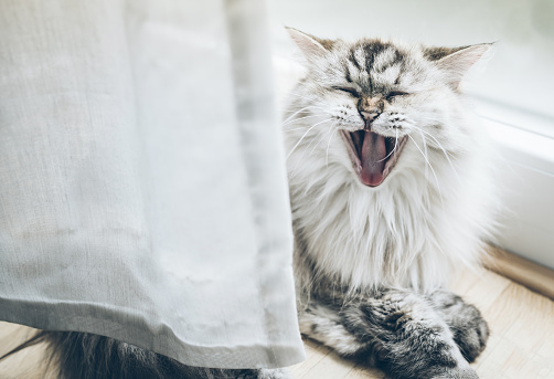 yawning fluffy cat facing camera  on wooden floor behind curtain