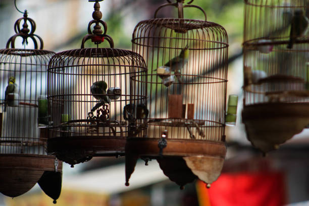 cages à oiseaux hanoi - vietnam market asia bird photos et images de collection