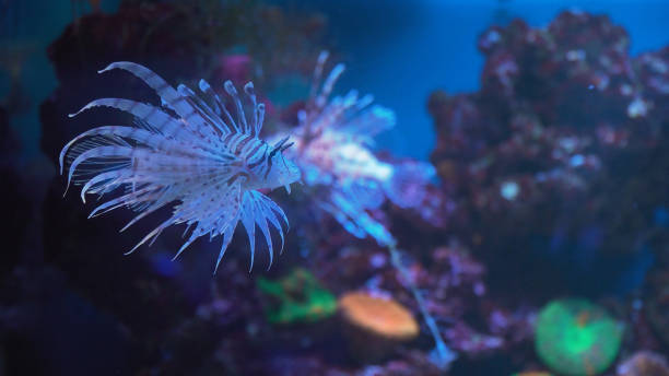 istock Lion fish, coral reef underwater 970268026