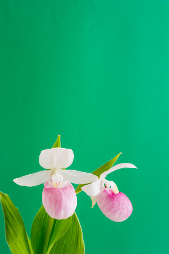 White and pink Cypripedium Macranthos.Orchid