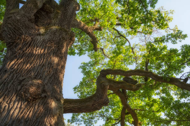 istock Branches of a large 500 year old oak tree spread side with the sky behind 970272098