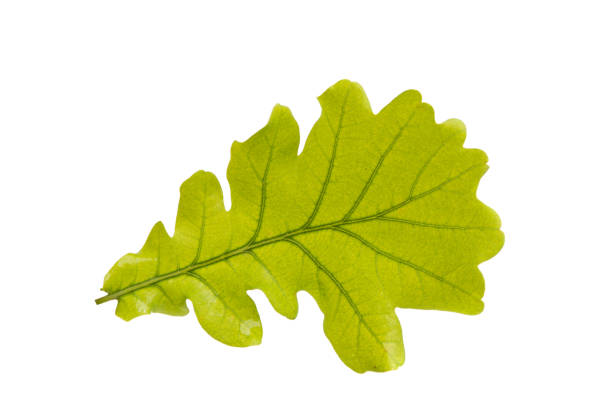istock green oak leaves isolated 970274828