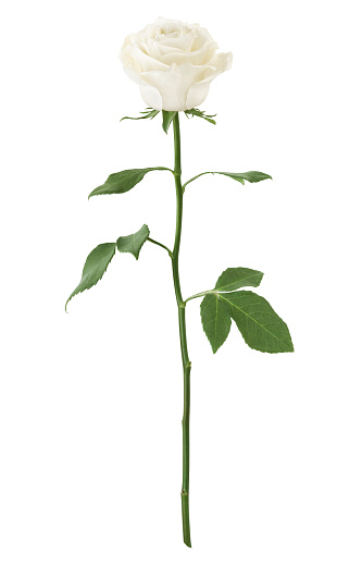 Long Stem White Rose isolated on white