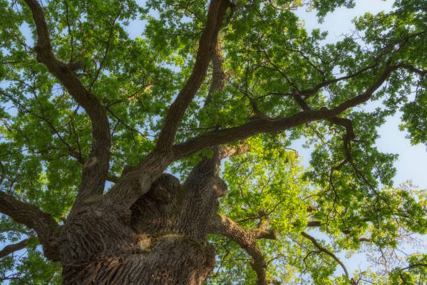 istock Branches of a large 500 year old oak tree spread side with the sky behind 970280856
