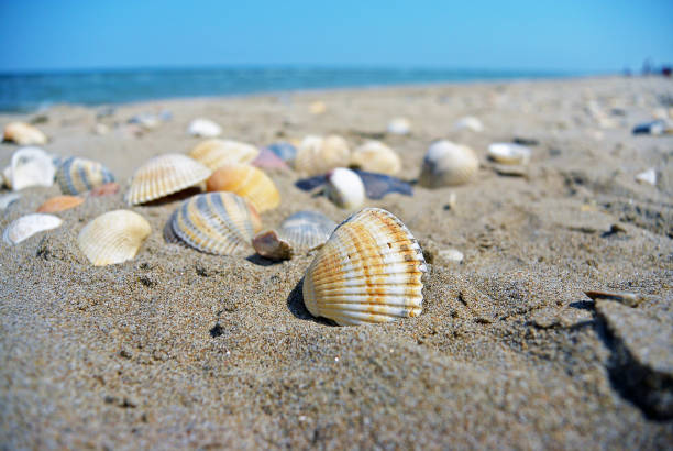 mare e conchiglie. spiaggia e conchiglie colorate da vicino sulla costa della spiaggia - cockle nature outdoors horizontal foto e immagini stock