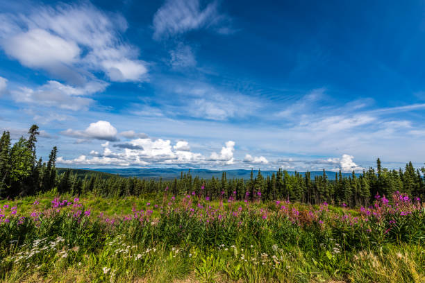 Alaskan Landscape near Fairbanks Fire weed and blue skies dominate this scene near Fairbanks, Alaska. fairbanks photos stock pictures, royalty-free photos & images