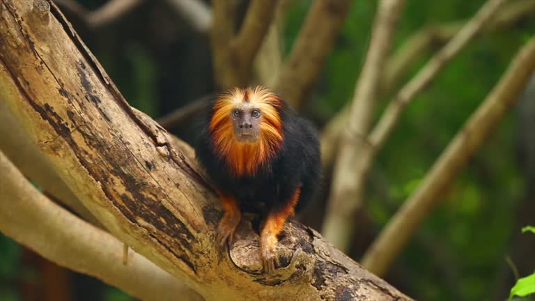 Golden-headed lion tamarin on tree.