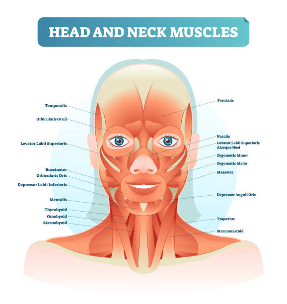 illustrazioni stock, clip art, cartoni animati e icone di tendenza di muscoli della testa e del collo etichettati diagramma anatomico, illustrazione vettoriale facciale con viso femminile, poster di informazioni educative per l'assistenza sanitaria. - muscolo umano