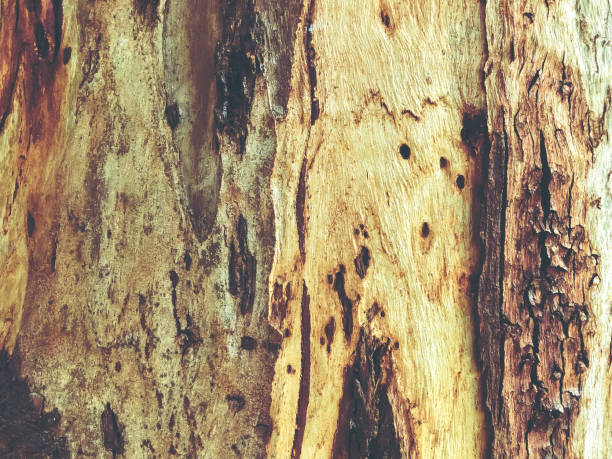 istock Beautiful old tree in the park. Texture background close up view 970298826