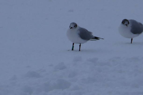 istock Two Seagulls standing in the snow 970301306